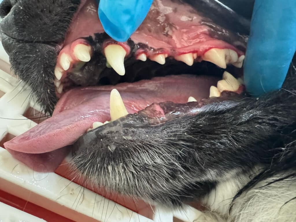 Zahnstein bei Hund entfernt Hafencity