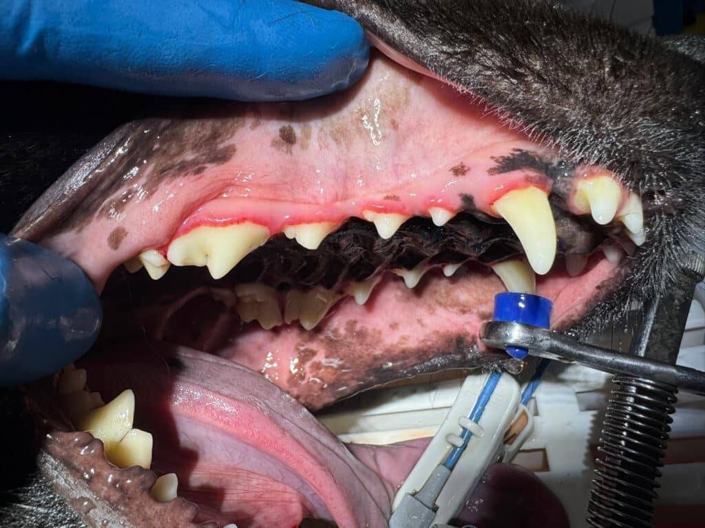 Zahnstein bei Hund entfernt