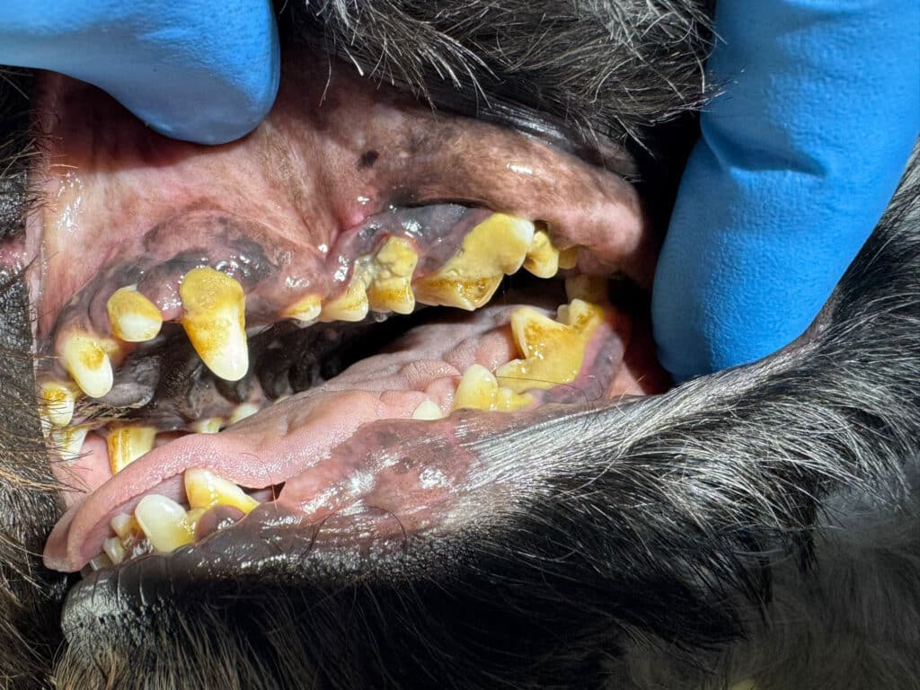 Zahnstein bei Hunden vorher1